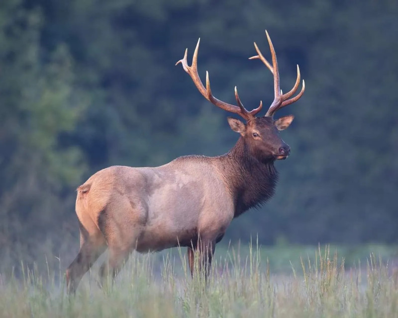 Hunting - A Colorado Adventure